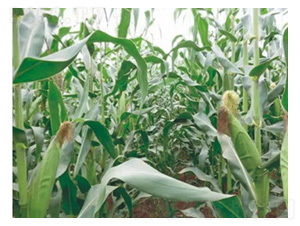 �|��007-���׷N��-���S�N�I(y��)