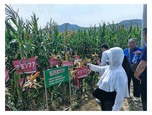 濟(jì)玉777-玉米種子-和谷豐