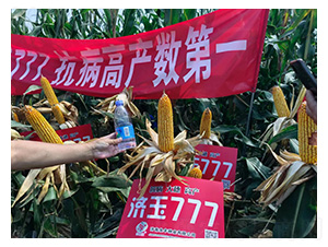 濟(jì)玉777-和谷豐