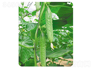 ����-�S�ϷN��-����N��