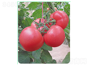 ���762-���ѷN��-����N��