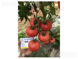 瑞盾1805-番茄種子-天瑞種子