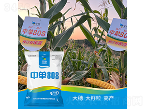 中單808-玉米種子-豐度高科