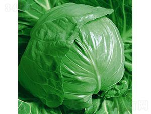 綠丹藍-甘藍種子-金品農業(yè)