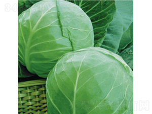 荷蘭綠球9號-甘藍(lán)種子-金品農(nóng)業(yè)