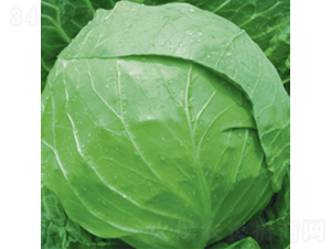 荷蘭綠球7號-甘藍種子-金品農(nóng)業(yè)