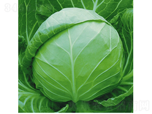 中國(guó)希望-甘藍(lán)種子-金品農(nóng)業(yè)
