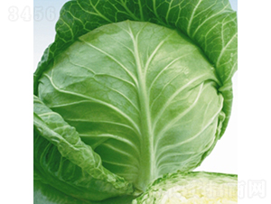 荷蘭綠月-甘藍種子-金品農業(yè)