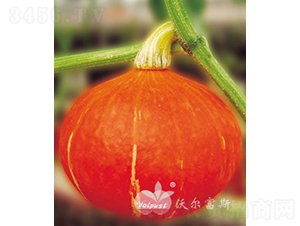 �S������̖F1���M�ڸ߮a(ch��n)�tƤ�A�Ϲϣ�-�ϹϷN��-�֠���˹