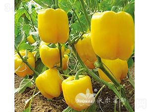 �S�W��F1���M(j��n)���Sɫ�𽷣�-�𽷷N��-�֠���˹