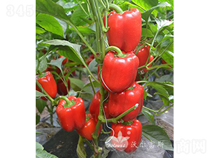 �t�_��(m��ng)F1���紺�����Ӽ�Խ���߮a(ch��n)�tɫ�𽷣�-�𽷷N��-�֠���˹