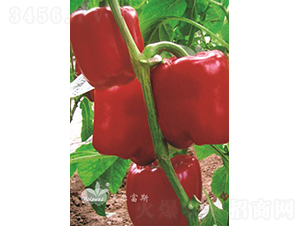 �t���o(j��)F1��Խ���𽷣�-�𽷷N��-�֠���˹