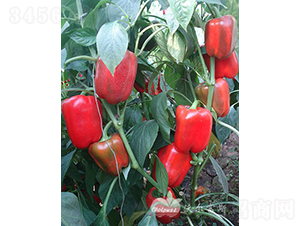 �t�_�ȶ�̖(h��o)F1���ﶬ�����o(h��)����Ʒ�N��-�𽷷N��-�֠���˹