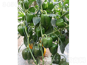 ��˼�_(d��)��̖(h��o)F1����Ӳ����Ʒ�N��-�𽷷N��-�֠���˹