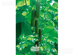 ��ؐ��̖(h��o)F1��ˮ���S�ϣ�-�S�ϷN��-�֠���˹