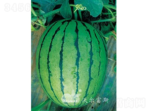 �紺�����̖F1���YƷ���ϣ�-���ϷN��-�֠���˹