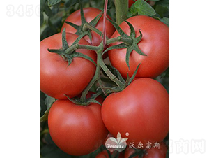 ������F1�������x�۹����ѣ�-���ѷN��-�֠���˹