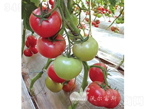 ������̖F1����TY�����۹����ѣ�-���ѷN��-�֠���˹