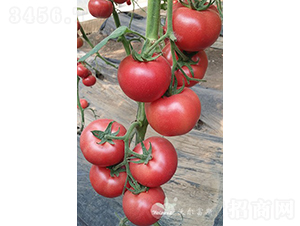 ��������̖F1�������x��Ʒ�|(zh��)�۹����ѣ�-���ѷN��-�֠���˹