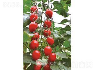 ǧ�t203F1����TY�����t��С���ѣ�-���ѷN��-�֠���˹