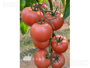 ������F1����TYԽ�Č���Ʒ�N��-���ѷN��-�֠���˹