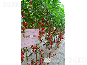 ǧ��1101F1����TY�۹�С���ѣ�-���ѷN��-�֠���˹