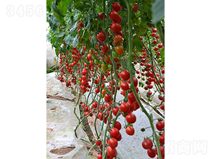 ������F1���t��С���ѣ�-���ѷN��-�֠���˹