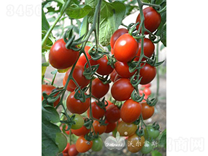 С��ʹF1���_�����M���Ј����NƷ�N��-���ѷN��-�֠���˹