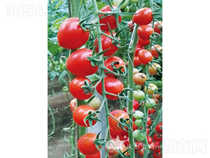 �_�ϼt��F1���t��С���ѣ�-���ѷN��-�֠���˹