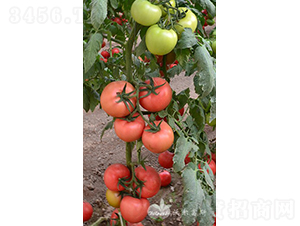 �ַ�101F1����TY�����۹����ѣ�-���ѷN��-�֠���˹