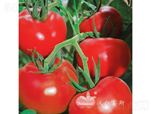 ʥ���_F1����(y��u)�|�߮a��t����Ʒ�N��-���ѷN��-�֠���˹