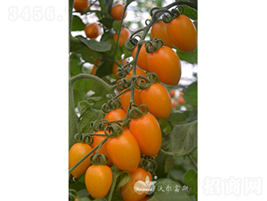 �S����F1����(y��u)�|�S��С���ѣ�-���ѷN��-�֠���˹