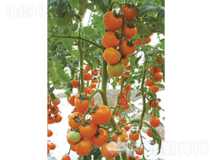 �_���S��F1����(y��u)�|�S��С���ѣ�-���ѷN��-�֠���˹