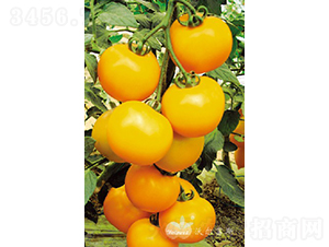 �S�_��F1����(y��u)�|�S���з��ѣ�-���ѷN��-�֠���˹