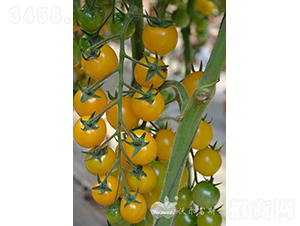 �SؐؐF1���Sɫ�A��С���ѣ�-���ѷN��-�֠���˹