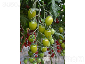 �Gǧ��F1���Gɫǧ�����С���ѣ�-���ѷN��-�֠���˹