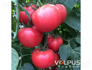 �W������̖F1����TY�۹����ѣ�-���ѷN��-�֠���˹