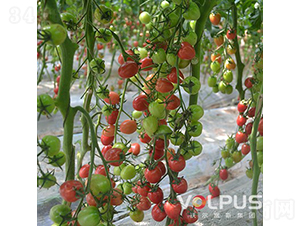 ǧ��S186F1����TYǧ����ͷ۹�С���ѣ�-���ѷN��-�֠���˹