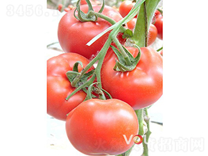 ��������̖F1����TYԽ�ľ�Ʒ�۹����ѣ�-���ѷN��-�֠���˹