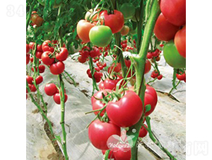 �SҲ�{��̖F1����TY�߶˷۹����ѣ�-���ѷN��-�֠���˹