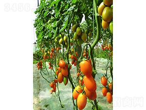 �������_��F1����(y��u)�|(zh��)�Sɫ�_����ͷ��ѣ�-���ѷN��-�֠���˹