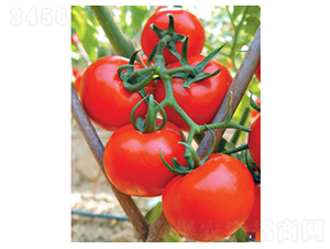 ����0626-�𸣈@�r(n��ng)�I(y��)