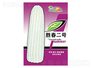 ���׷N��-�ٴ���̖��ɫ��-����