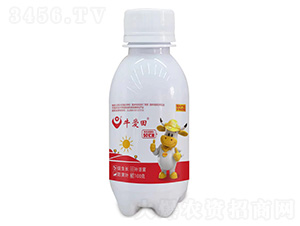 100��ţ����-��������