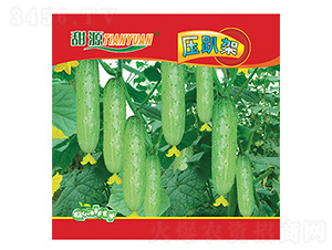 �S�ϷN��-��ſ��-����