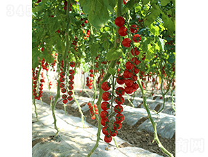 �t��99-С���ѷN��-���r(n��ng)�r(n��ng)�I(y��)