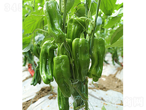 ���r(n��ng)��Ƥ�L(zh��ng)����-�����N��-���r(n��ng)�r(n��ng)�I(y��)