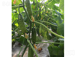 �����̖(h��o)-�S�ϷN��-���r(n��ng)�r(n��ng)�I(y��)