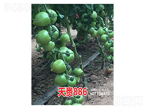 天賚886-忠農(nóng)坤創(chuàng)