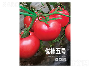 優(yōu)柿五號-忠農(nóng)坤創(chuàng)